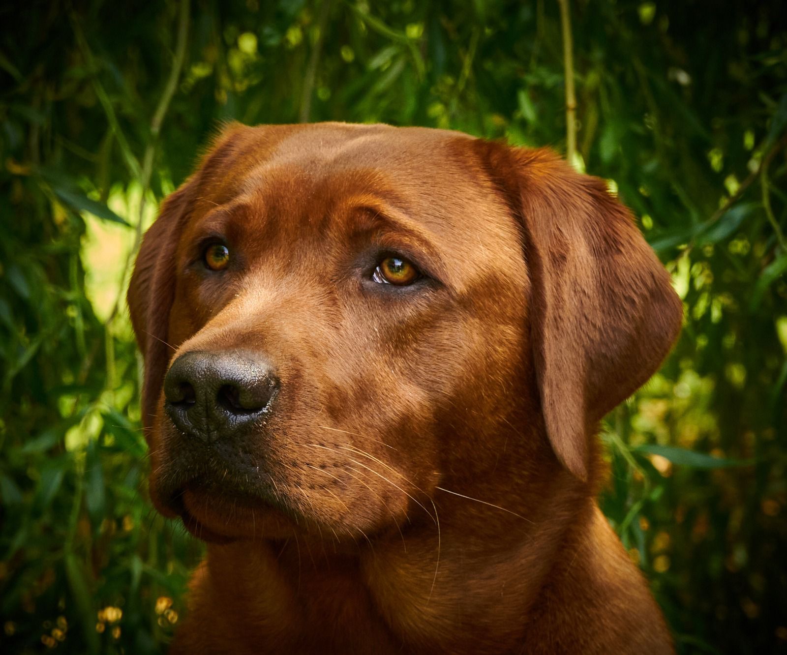 are there red labradors